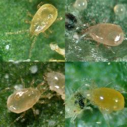 Special Blend Predatory Spider Mites
